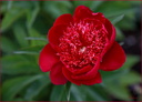 Pivoine 