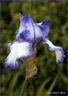 Iris mauve 