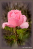 Rose rose