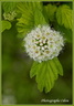 Fleurs sauvage 