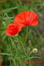 Coquelicot