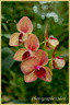Orchidée 