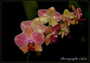 Orchidée