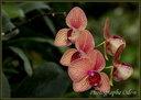 Orchidée