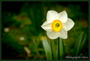 Fleurs