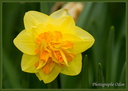 Fleurs