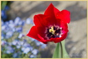 Tulipe 