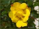 Fleur