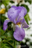 Iris violet 