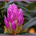 Coeur de Rhododendron