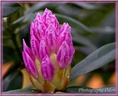 Coeur de Rhododendron
