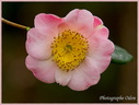 127 Fleur