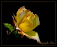 Rose jaune 