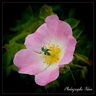 Eglantine 