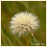 Fleur de pissenlit