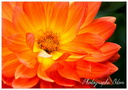 Dahlia