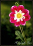 Dahlia