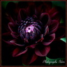 Dahlia