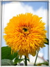Tournesol