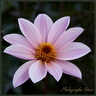 Dahlia 