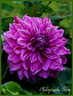 Dahlia 