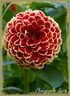 Dahlia