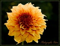 Dahlia