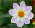 Dahlia