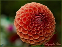 Dahlia