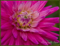 Dahlia