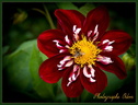 Dahlia