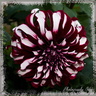Dahlia