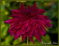 Dahlia