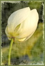 173 Lotus