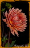 Dahlia