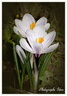  Crocus