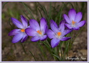 Crocus