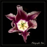 180 Coeur de Tulipe