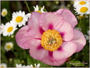 Pivoine