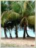 Plage et cocotier