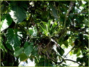 Plante Epiphyte