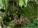 Arbre 