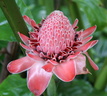 Fleur rose de porcelaine