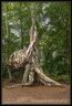 La Forêt monumentale