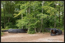 La Forêt monumentale