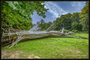 La Forêt monumentale