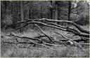 L'arbre mort