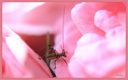 Rose et Sauterelle