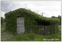 Une cabane verte 