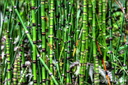 Bambous